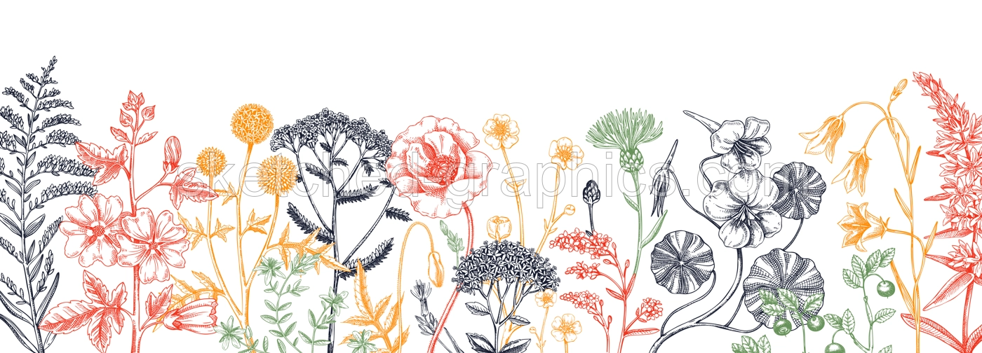Summer background with field flowers in sketch style. Hand drawn wildflowers border in color. Herbs, meadows, flowering plants vector illustrations. Floral design for banner, web, packaging, print Illustration